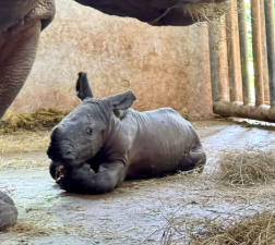 chillalmond's tweet photo. Khaokoew Zoo Just added a little baby rhino to the team! - his name is Tank

Moodeng vibes 

https://t.co/U02AUjPkGb https://t.co/rlYTp67Nnp