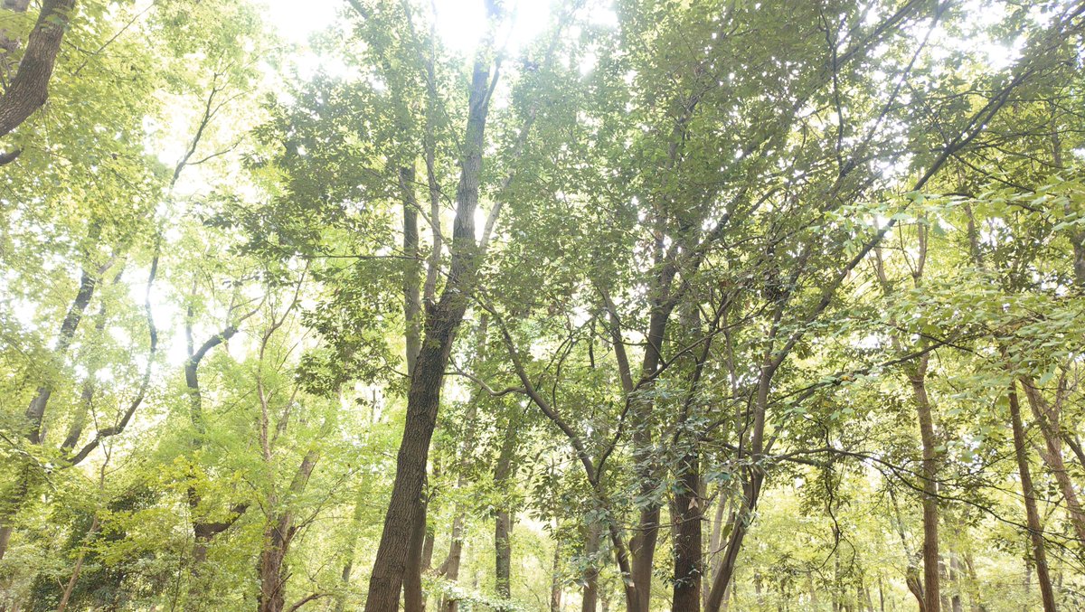 drop0916's tweet photo. 20日会場着くの早すぎて公園内うろうろして自然と触れ合っていた時の写真
何もかも初めてでずっと緊張してたから自然の空気ずっと吸ってた https://t.co/veeQmsMO58