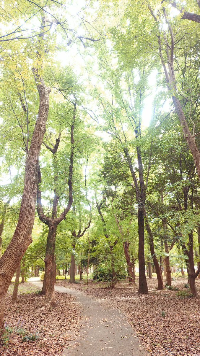 drop0916's tweet photo. 20日会場着くの早すぎて公園内うろうろして自然と触れ合っていた時の写真
何もかも初めてでずっと緊張してたから自然の空気ずっと吸ってた https://t.co/veeQmsMO58