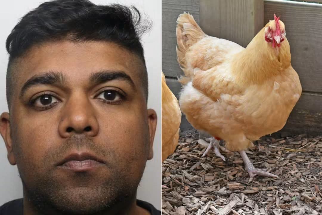 POB4LIFE's tweet photo. 🚨 BRADFORD MAN JAILED FOR THREE YEARS AFTER HAVING SEX WITH CHICKENS 

A Bradford man has been jailed for three years after investigators discovered videos of him sexually abusing animals, alongside child sexual abuse images.

Rehan Baig, 37, was investigated by the National Crime Agency following intelligence that he possessed indecent images of children. Officers searching his home uncovered illegal images and homemade recordings showing abuse involving chickens and a dog.

The court heard that the chickens had been kept as family pets and died as a result of the abuse.

Recordings were stored in a computer folder labelled “Family Vids”. Investigators also discovered images showing dead chickens in the cellar of the property and photographs of Baig disposing of one of the animals.

Judge Richard Mansell QC condemned the offending as “depraved, perverted and despicable”. He said the recordings had been made for Baig’s sexual gratification.

Baig’s wife, Haleema Baig, 38, received a six-month suspended prison sentence. The court heard evidence that she had been subjected to coercive and controlling behaviour.

Investigators also found a hidden camera in the couple’s bedroom, which she was reportedly unaware of.

In addition to his three-year prison sentence, Rehan Baig was banned from keeping animals and made subject to sex offender registration requirements for life.