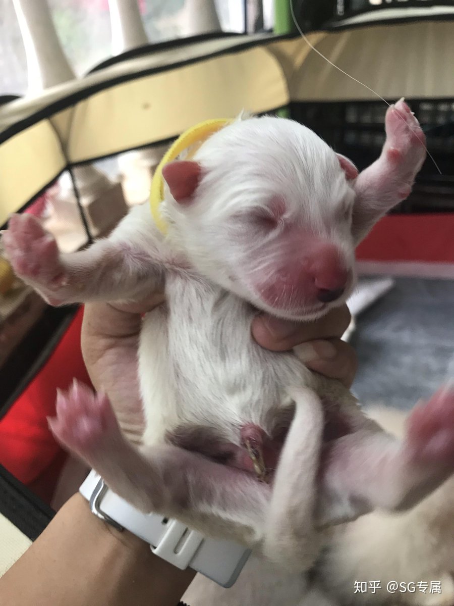 patrickcar6oll2's tweet photo. 10 weeks of tiny paws  6 months of zoomies!  Watch this little furball turn into a bounce machine full of love and chaos. #PetGrowth #PuppyLove， https://t.co/ykAJ8ErzvA