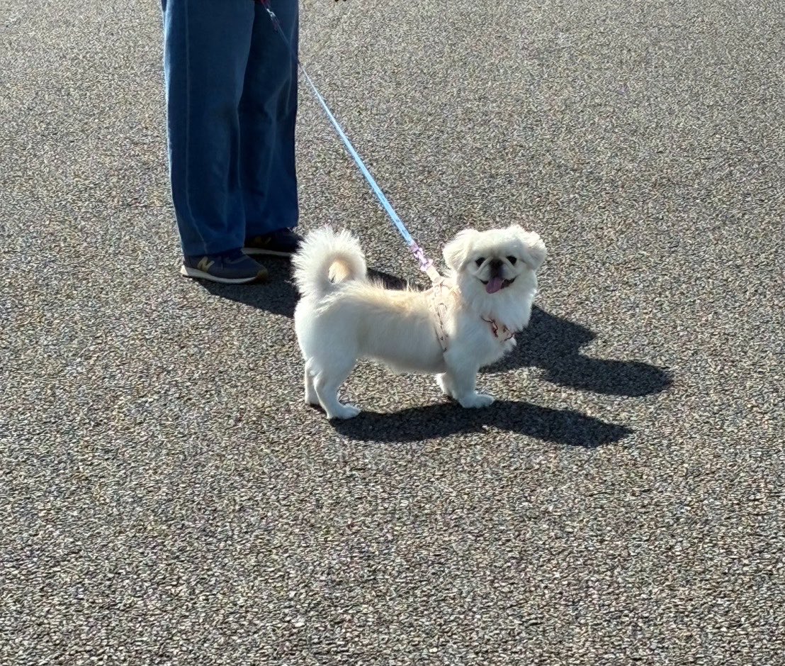 mogupepe_'s tweet photo. 絶対にいい休日を過ごしていそうな犬 https://t.co/LxokPKM7WB