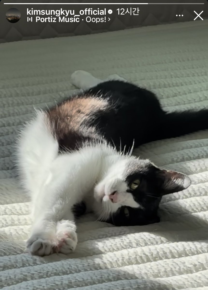 esosothissoso's tweet photo. 안녕 고양이🐈 https://t.co/f8YUtQCgbu