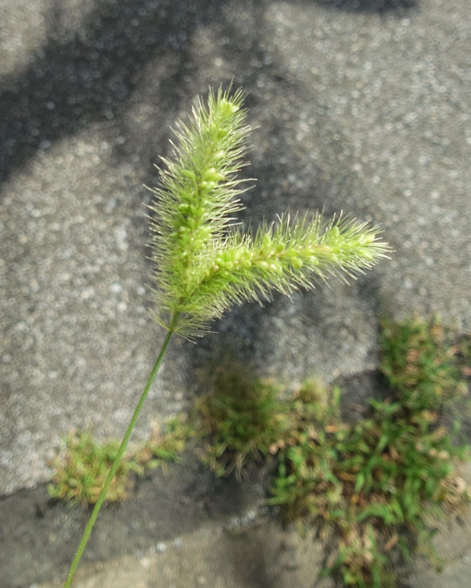 NOKIvn's tweet photo. ねこまた https://t.co/ylrls4TDxB