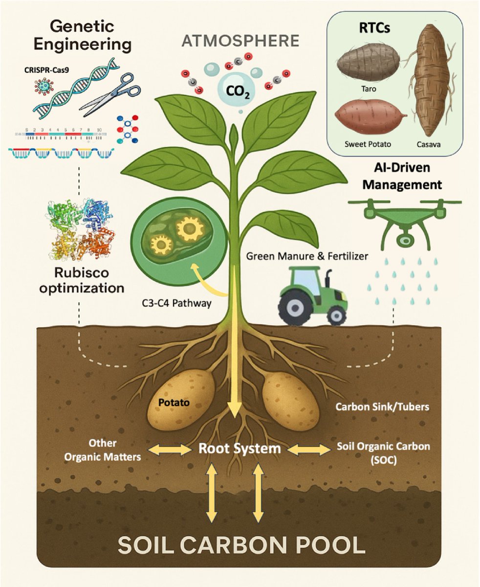 MaximumAcademic's tweet photo. #TropicalPlants
Genomic analysis reveals genetic mechanisms underlying tropical crop traits adaptation and breeding improvement
@PlantSciRes #PlantGenomics #CropBreeding
Details: https://t.co/90BpBY8hNH https://t.co/Ha84ZEDQpV