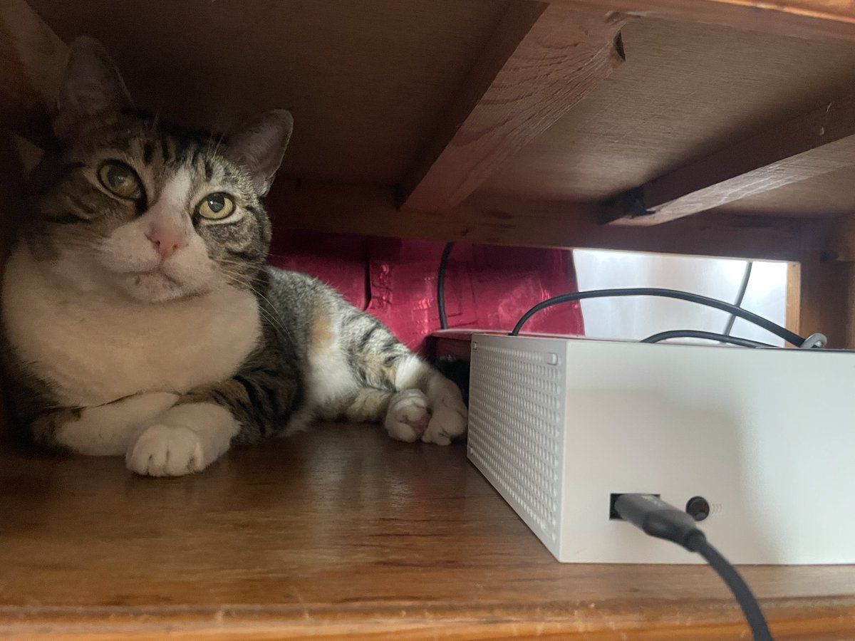 vichalo1's tweet photo. A meme le encanta ponerse a un lado del Xbox
#GamerCat https://t.co/iOX0Fn6Ewf