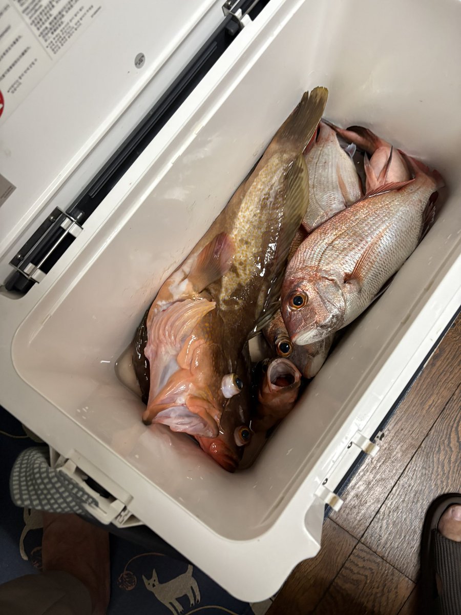 Niyang53's tweet photo. 46cmのオバケアコウ釣ったどー！🥴 https://t.co/xg3acBSg5R