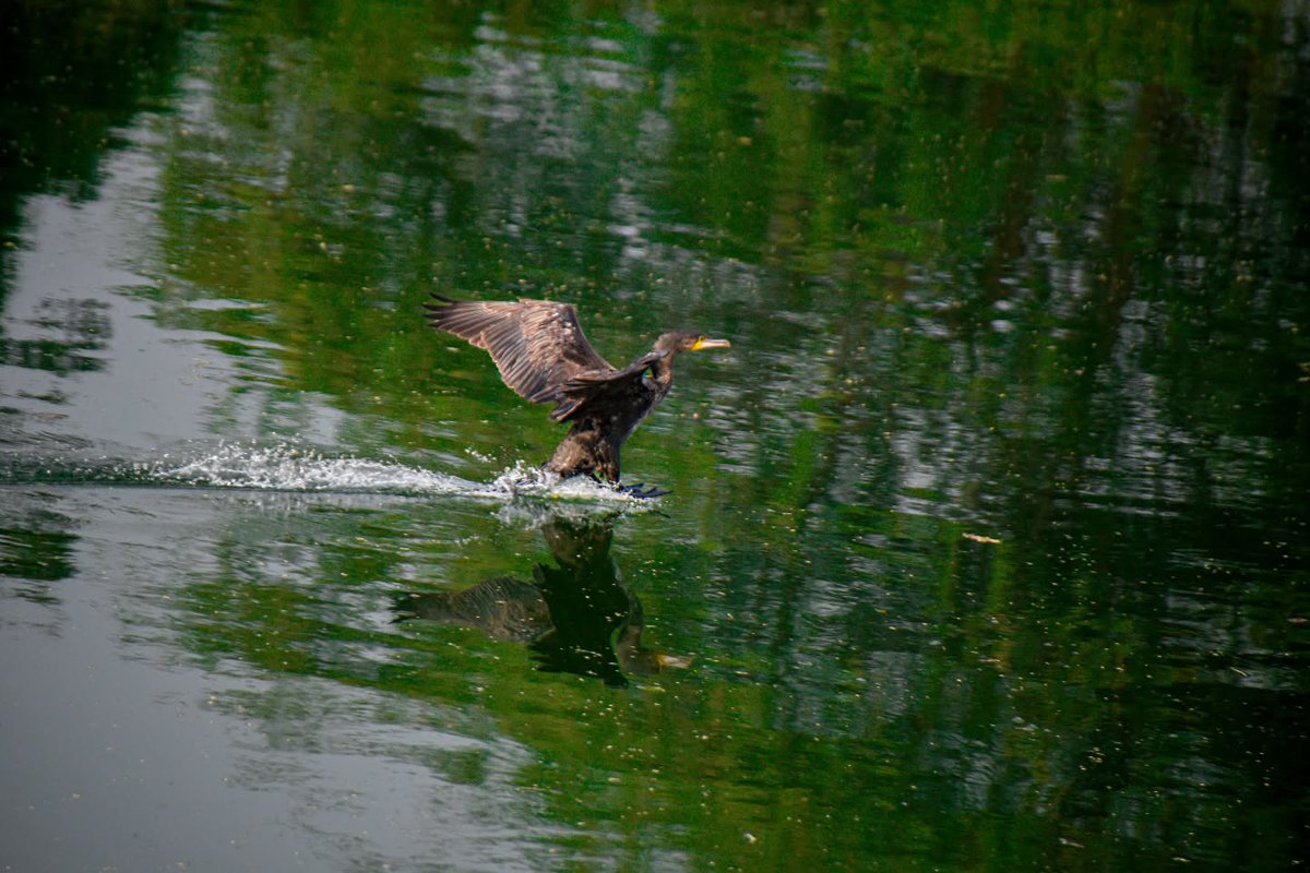 BonniePollfa's tweet photo. On World Photography Day, here are some of my candid captures: “To photograph is to hold one’s breath while all faculties converge to capture fleeting reality. https://t.co/LKICYOp2Mg