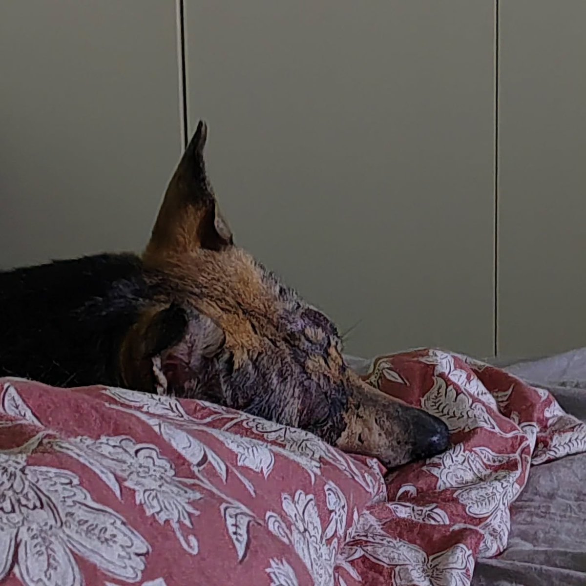 GrayceMayanlj's tweet photo. Good grief, that woman’s tiredness is contagious 😴 I was watching morning TV before my morning walk 🐾 https://t.co/ZabkiiSIyH