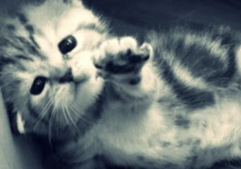 lvscarrillo's tweet photo. me siento como este gatito menso https://t.co/zUy5gqNsM1