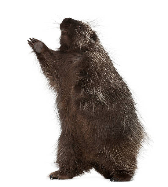 ym9ez3t's tweet photo. 六甲山を訪れると壮大な満月に出会える。 https://t.co/0GqM5Rxjcc