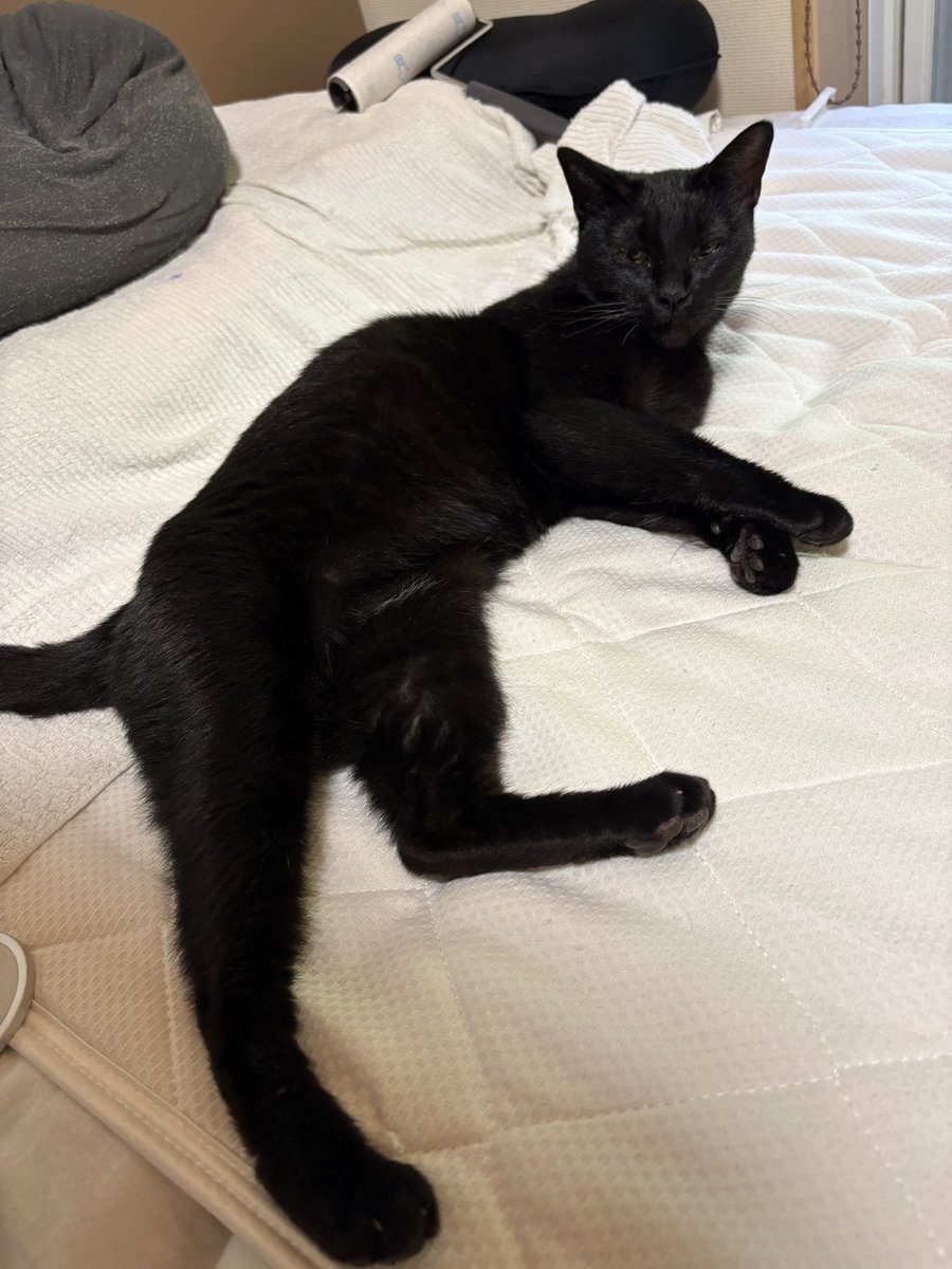 okotamaru's tweet photo. #拡散希望

#埼玉県 #和光市 #新倉 付近で
人懐こい #黒猫 を保護しています
(知人のご家族)

おそらくマイクロチップ装着済みとのこと

あとで病院に行ってくれるそうですが
その前に飼い主さんが見つかれば

おそらく女の子では、とのことでした

#迷い猫 #飼い主さん探しています https://t.co/O9SvSirnmS