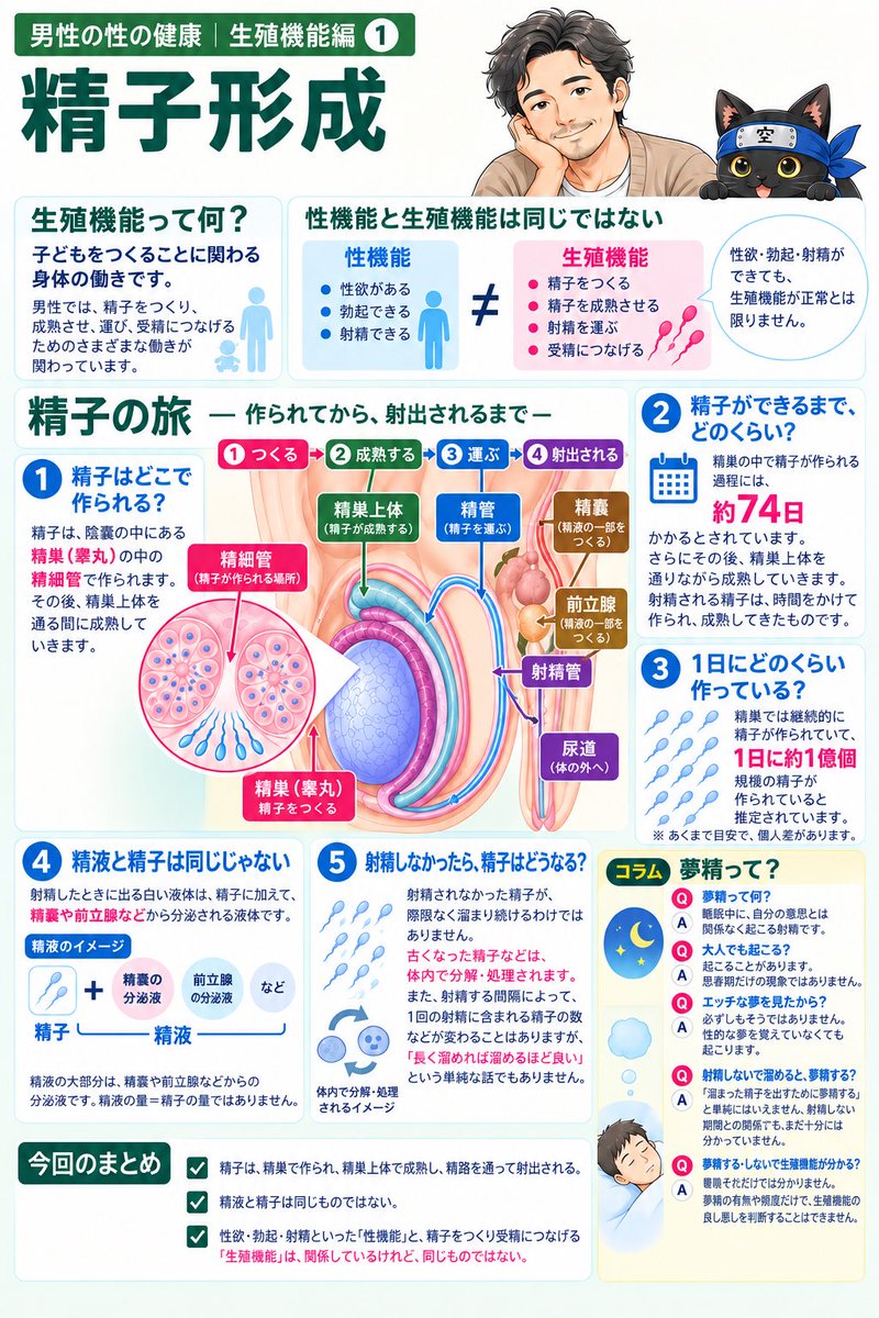 phnman0524's tweet photo. 【男性の性の健康｜生殖機能編①】

自分の精子が、どこで、どのくらいの時間をかけて作られているか知っていますか？

性欲がある。
勃起できる。
射精できる。
ここまでは、自分でもある程度わかります。

でも、「精子がどう作られているか」は、見えません。

ここまでのシリーズでは「性機能」を扱ってきました。

今回からは
「生殖機能」に入ります。

精子はどこで作られる？
できるまで何日かかる？
1日にどのくらい作られる？
精液と精子は同じ？
射精しなかった精子はどうなる？
そして「溜まると夢精する」って、本当？

今回は、そんな男性の生殖機能のスタート地点「精子形成」を1枚にまとめました。

性機能と生殖機能は関係している。
でも、同じものではありません。別の括りになります☝️
（ここ大事です📌）

まずは、自分の身体の中で何が起きているのか。詳しくは画像へ⬇️

次回は「精子と妊孕性」です✨