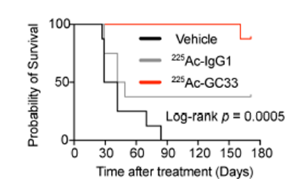 hongjaechon's tweet photo. 🎯 A #GPC3-targeting antibody: seen by PET, then armed to kill liver tumors.
— tested in orthotopic #liver mouse models.
New study in @CCR_AACR👇
👉 GPC3-targeted PET (89Zr-GC33) predicted exactly where the alpha-particle therapy (225Ac-GC33) would go
👉 In HepG2 (GPC3-high) tumors: single dose → 87.5% survival at 24 weeks vs 35-45 days in controls (p=0.0005)
👉 Effect held even in low-GPC3 tumors, with only mild, reversible toxicity
A radiotheranostic path forward for GPC3+ liver cancer.
DOI: https://t.co/sRaOYRInN1
@AACR @ILCAnews @myESMO @EASLnews #LiverX #HCC #Radiotheranostics