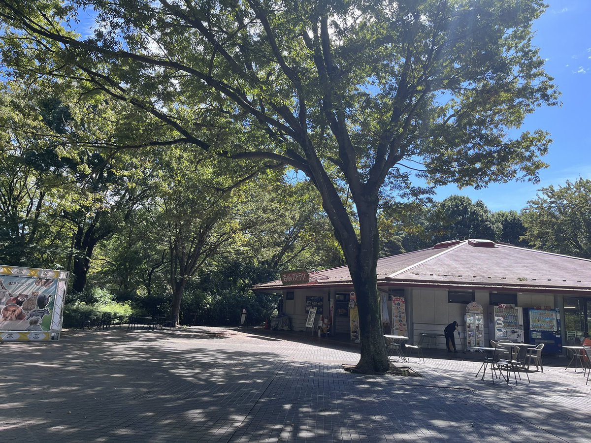 pie_co's tweet photo. 千葉市動物公園のBrew at the Zoo設営完了！
めちゃくちゃ晴れて暑いくらいです。
どうぶつしょうぎ&amp;にゃんこならべ体験ブースは森のレストラン前、中央広場のステージ横、パルシステムさんのお向かいです！ https://t.co/oTclYhYOuL