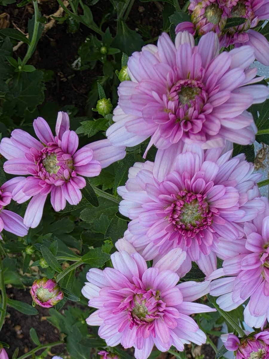 heehee78291's tweet photo. Lovely pink petals blossoming under the sunlight 🌸💖
​#flowers 
#nature https://t.co/K3VaMGhaur