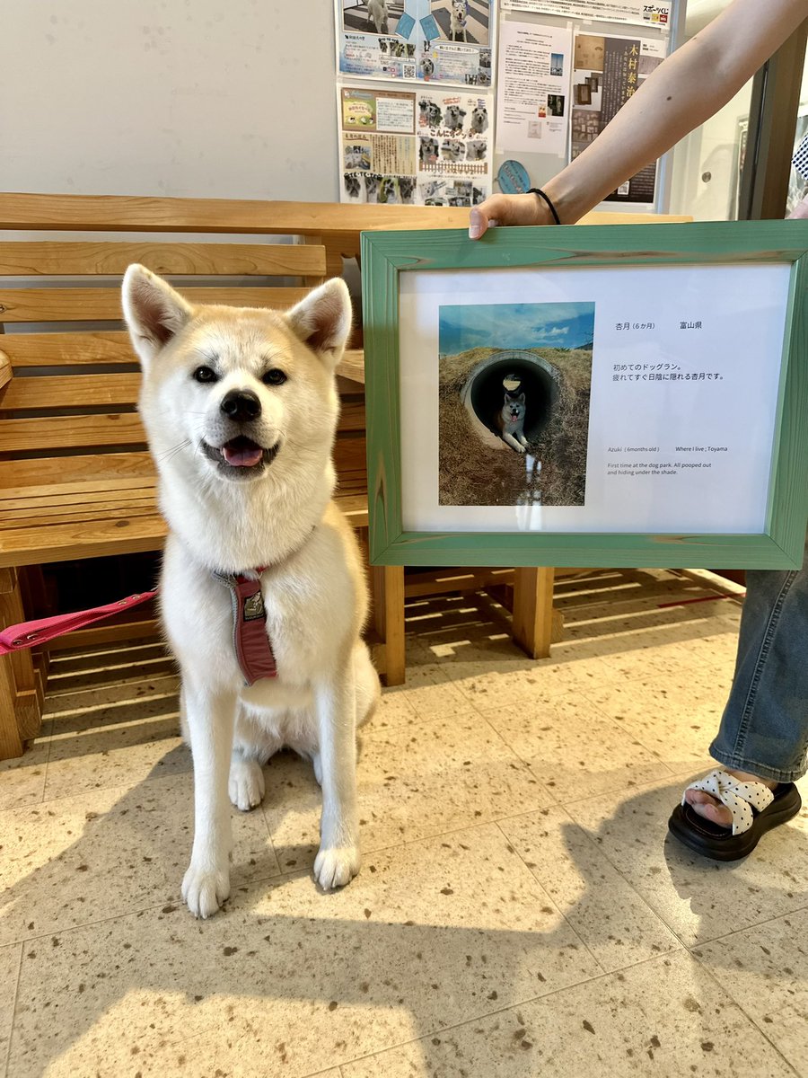 odate_akitainu's tweet photo. 【 おともだち紹介/秋田犬】
杏月ちゃん  Azuki  2歳  ・富山県
大好き秋田犬コーナーに写真掲載中だよ
まだ来てけれなぁ〜💜 

#秋田犬の里 #Akitadogvisitorcenter #Akita #akitadogs #Odate #愛犬自慢 #忠犬ハチ公 #ふるさと #大館市 #あきたいぬ #秋田犬 https://t.co/wqJ5UErUrR