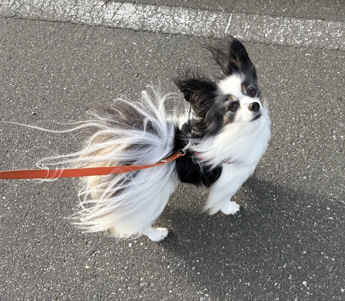 mapapy's tweet photo. 朝のお散歩はちょっと台風の影響が残ってたよ〜
風強〜〜〜〜い https://t.co/cod13av0q6