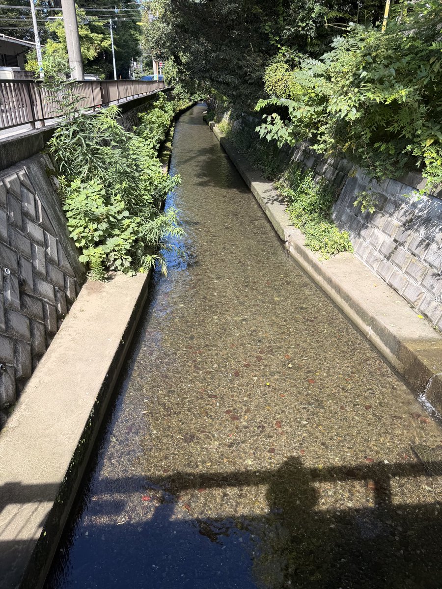 819TMM's tweet photo. 多摩川はカフェラテ色だったけど、丸子川は台風後にも関わらず、超澄んでいた。散歩日和。 https://t.co/fYgmweu0rD