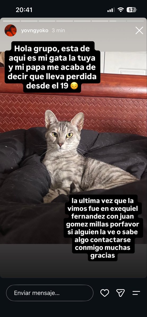 vichoripan_'s tweet photo. Porfavor ayudenme a encontrar a esta gatita https://t.co/5Xvi8quq3U