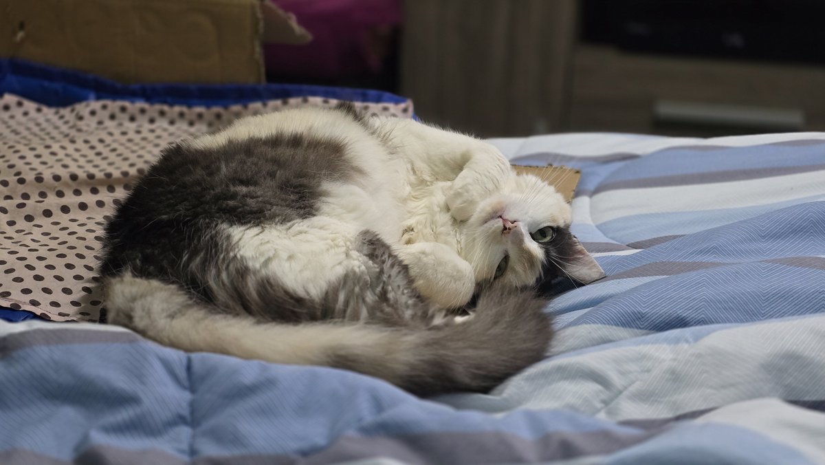 LeonelloLucas's tweet photo. Mia #cats #cat #CatsLover https://t.co/ZGwJ9Jiwpr
