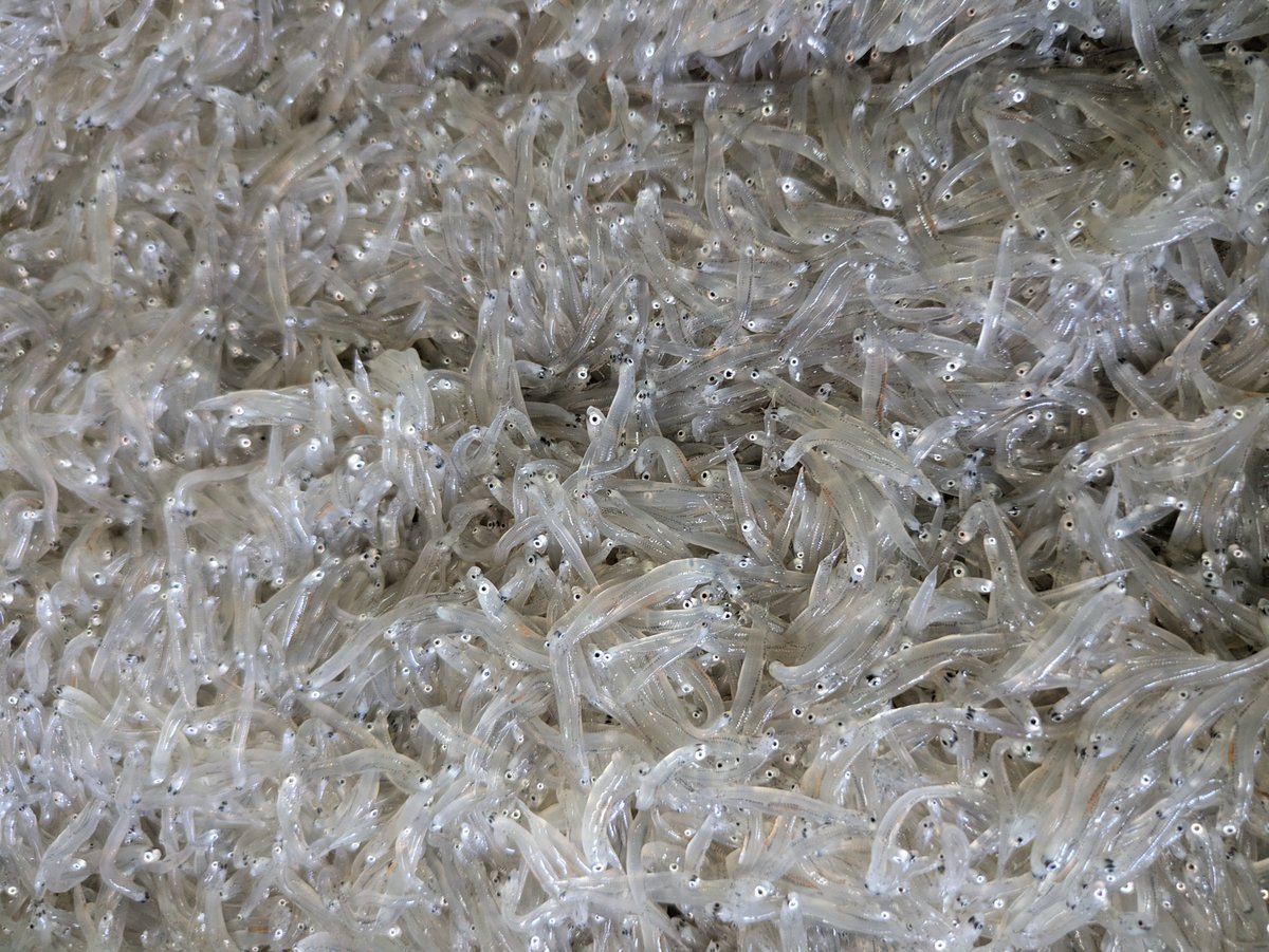 kitamurasuisan's tweet photo. おはようございます、台風後の出漁になります
しらす🐟大きいサイズになってました
生しらす️️️⭕️釜揚げしらす️️⭕️
本日もよろしくお願いします
#湘南 #しらす #生しらす #釜あげしらす #北村水産 #茅ヶ崎市 https://t.co/aP3MKdKggP