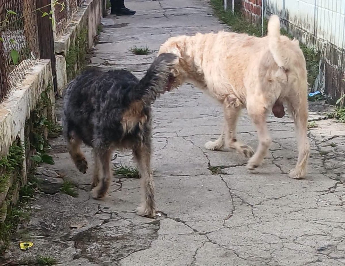 lyssitta's tweet photo. Servicio social✅️ 
#emergenciacanina 🆘 🚨 🚨 🆘 
#URGENTE ‼️ 

Su dueña murió hace 3 días me comentan que hasta hoy la encontraron fallecida y las autoridades se llevaron el cadáver y tiraron a la calle a sus perritos  la señora era sola no tenía familia 
Es indignante como solo los dejaron en la calle a su suerte
Lo que tiene ella de fallecida es lo que tienen los pobres sin comer 
Urge alguien que de resguardo o de preferencia los adopten
Ellos no están acostumbrados a la calle corren peligro 
Están en Apopa 
Se puede coordinar para llevarlos si alguien les da resguardo o hogar 
Son varón y hembra 
 información al 78955170 y 76733114