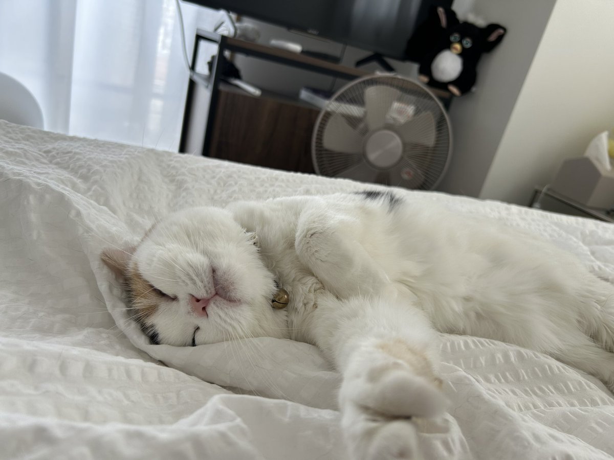mofmof_bibi's tweet photo. 洗い立てのシーツお気に入りすぎてずっと寝てはります

#猫 #ねこかわいいね https://t.co/LHBTFfDbxI
