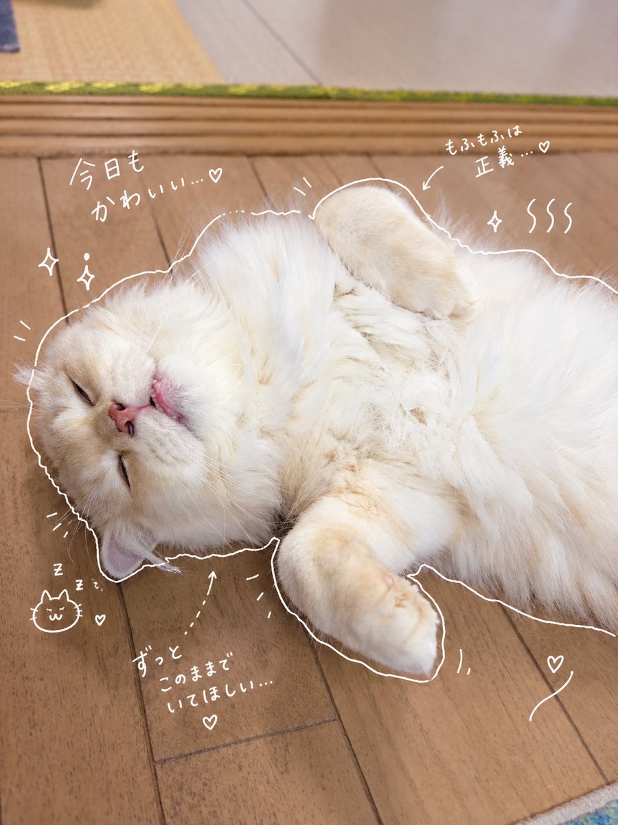 rikeko373's tweet photo. 猫は可愛い https://t.co/wcaFeeaIn3