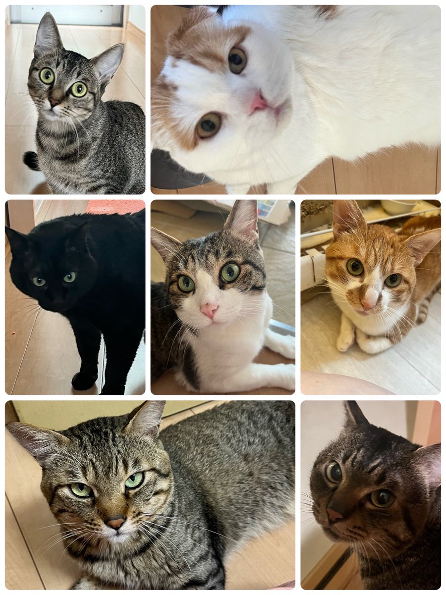 ppriuco's tweet photo. @nanacoco71035 ありがとうございます🐈‍⬛本当だ！おジェイと同じ色だったwぽっちゃりした女の子です🐈‍⬛🎀動物が好きで保護猫ちゃんをお迎えしてたら猫屋敷になってしまいました…🏠💸 https://t.co/ZU6w14qgpc