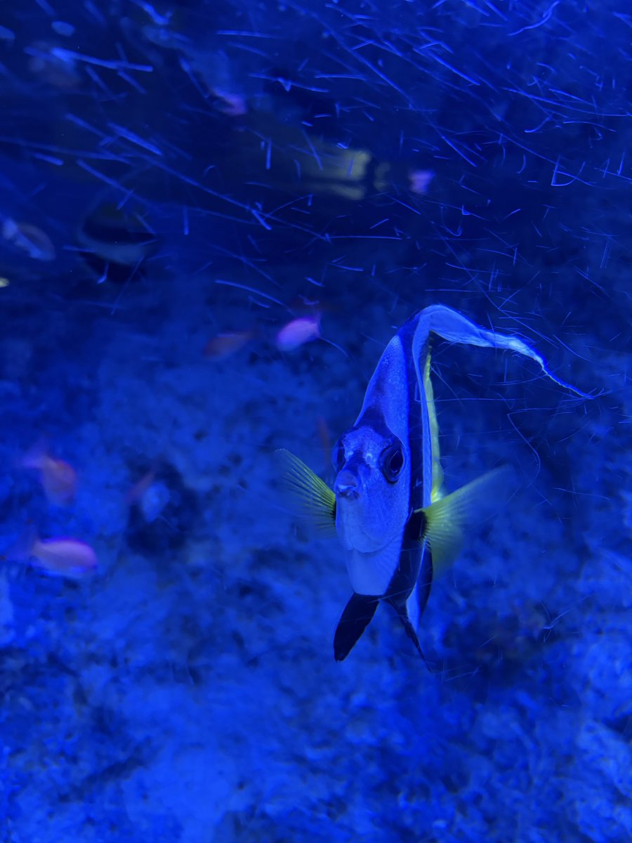 Mirayuzuki's tweet photo. 魚の正面ショット📷
皆んな口が一緒でかわいいね〜 https://t.co/5aj4QK6EiK