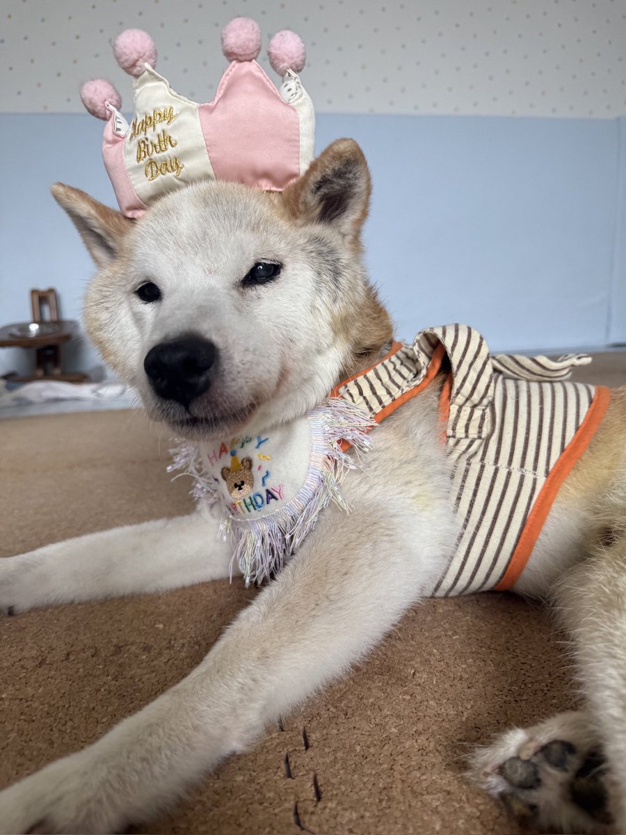 daigolotus's tweet photo. 本日は弥太郎くん、16歳のお誕生日です❗️
おめでとう〜〜🥳✨️
いつも穏やかで優しい弥太郎くん、今日もくるくると上手に歩いています‼️
弥太郎くんにとって、16歳も素敵な一年になりますように🎂🎉💫
#老犬介護  #老犬ホーム https://t.co/bzPdxZtUAH