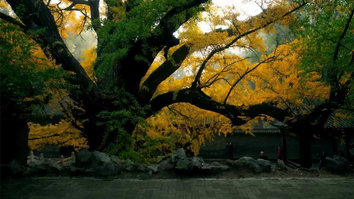 ShanxiTimes's tweet photo. 【 #OneShanxiADay 】Jinci Temple is about to enter its best viewing season in autumn.🍁 https://t.co/WNI6QmR2Jp
