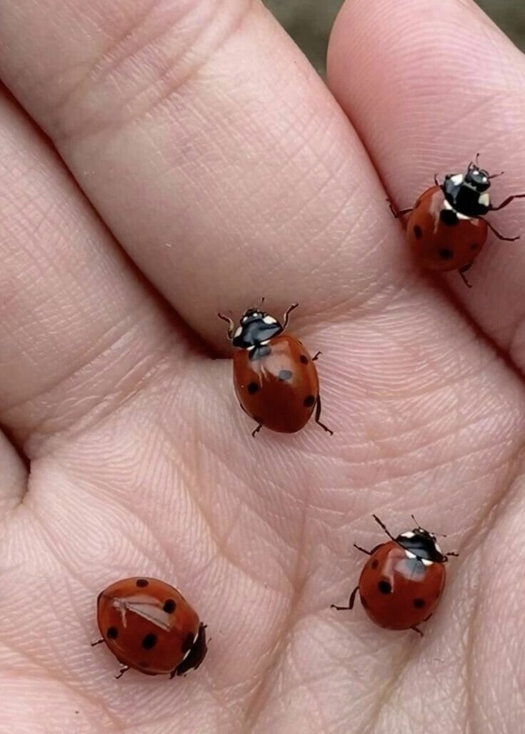adventure_bloom's tweet photo. What do you call this insect in your country? https://t.co/8w8dFtbUZ5