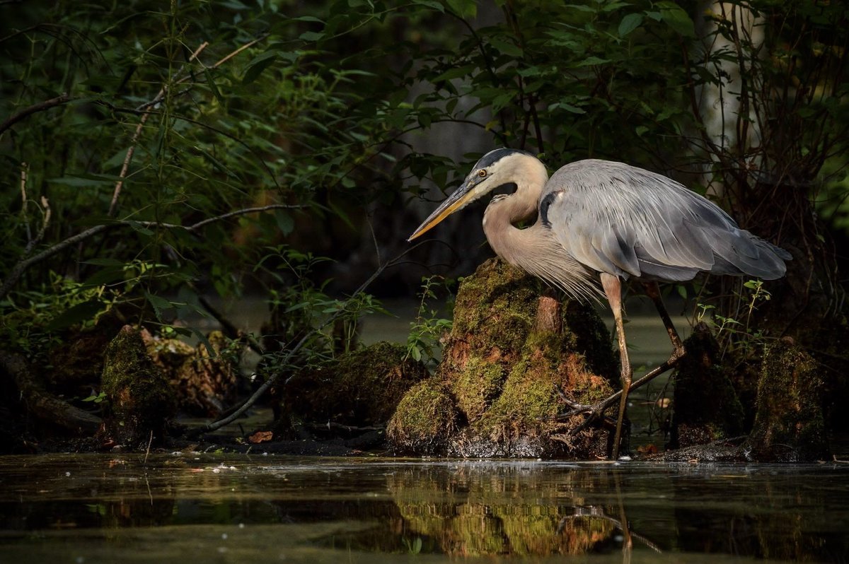 birdcrazed6's tweet photo. My SPARKBIRD - The Great Blue Heron!

This very BIRD shown here is THE bird that got me into bird photography going on ten years ago. The wild part is this is the exact same bird and EXACT spot I originally seen him - and He and his lady are still around to this day and have successfully raised at least two offspring a year since 2018.