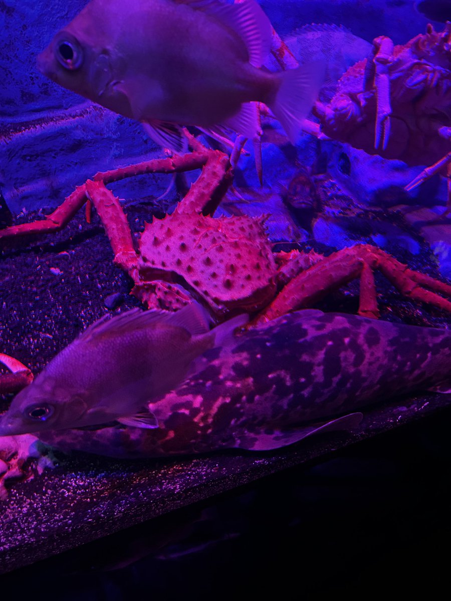 Alma_katudousya's tweet photo. 沼津港深海水族館に行きました！
カニ🦀を見た瞬間にロゼくんが頭にすぐに思い浮かびました💭
#ロゼみて https://t.co/Cq0YIh3JTV