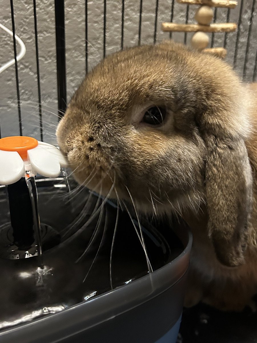 MarandaFicklin's tweet photo. My bunny is so cute. I just be floppin. This is him btw https://t.co/FnnCE79NdG