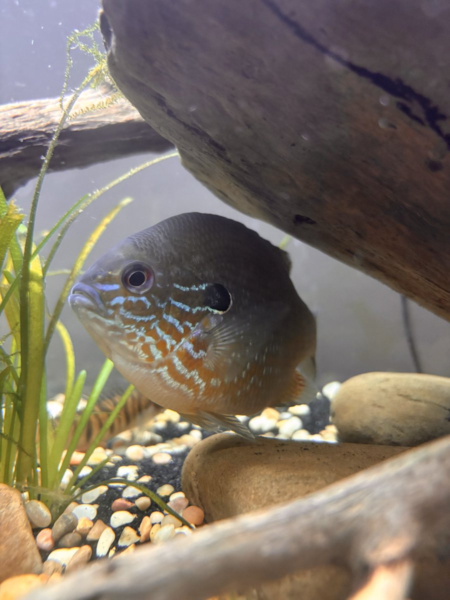 MisterBluegill's tweet photo. First tank post https://t.co/CdL2Tzctec