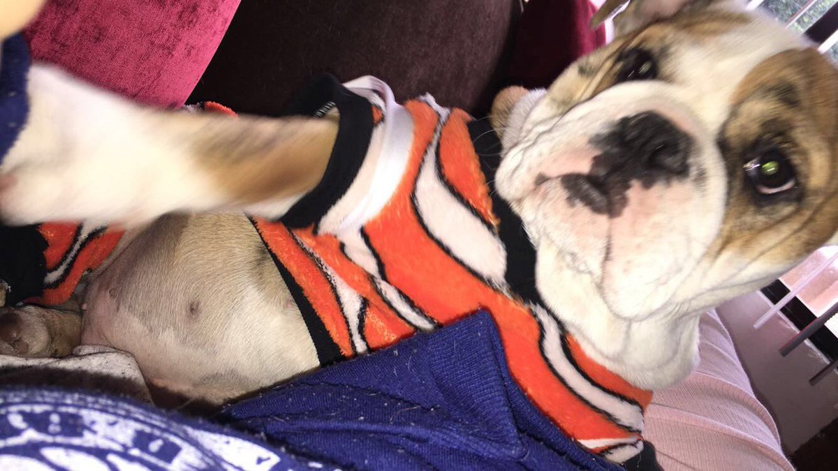 frida_sc's tweet photo. waw mi perrito es ya un anciano de la tercera edad y yo lo veo como mi bebé pero es q tiene unos dientes miniatura como van a creer eso jskakaka https://t.co/fN2CDldtXd