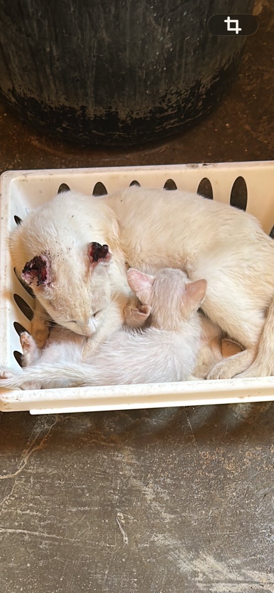 rodri84658's tweet photo. @gatinarios Boa noite,vcs poderiam ajudar essa gatinha que encontrei?? Ela está com a orelha nessa situação e ainda tem dois bebês gatinhos 😢🥺meu pix: af58104b-f986-4c11-b889-c3a26f25a63f https://t.co/ksuRcin2l0