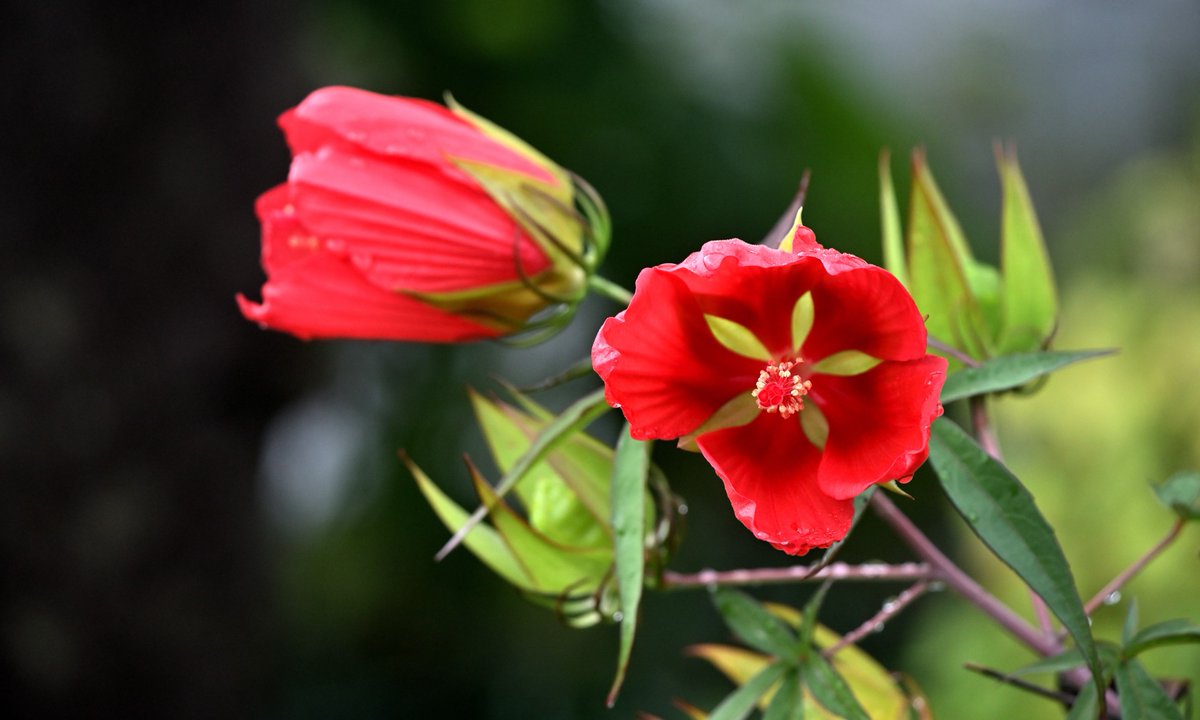 allamanda_air's tweet photo. 霊園のお花さん https://t.co/ukXw9wZiwy