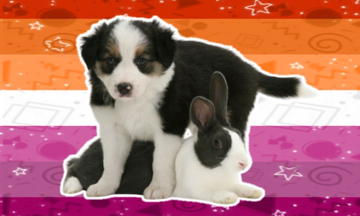 vannybutch's tweet photo. Lesbian flags with puppies and bunnies https://t.co/qhprJpHOAa
