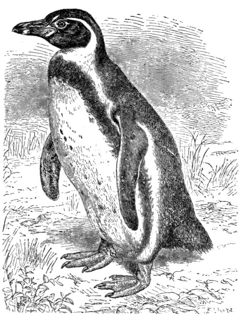 imacutepengu's tweet photo. even in 1879 we were handsome. https://t.co/viXPDtS483