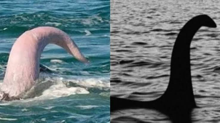 joa06yt's tweet photo. @CartoonsOTMoon no pues, era en realidad un pito de ballena, pero como la ballena ya estaba muerta, pues, su titan ya estaba tieso... https://t.co/g2lb0EP4qA
