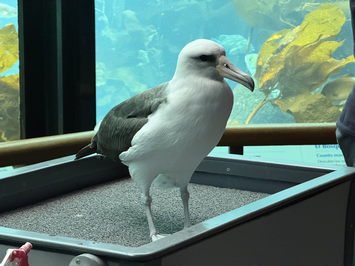 Tam38258811's tweet photo. これはモントレー水族館のアホウドリ紹介タイム。あまりに行儀良くじっとしてるアホウドリさん。絵面が面白過ぎた😂 https://t.co/6ZXxxBXOhT