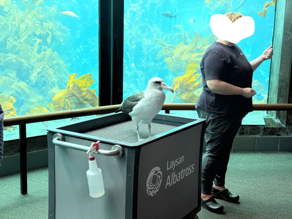Tam38258811's tweet photo. これはモントレー水族館のアホウドリ紹介タイム。あまりに行儀良くじっとしてるアホウドリさん。絵面が面白過ぎた😂 https://t.co/6ZXxxBXOhT