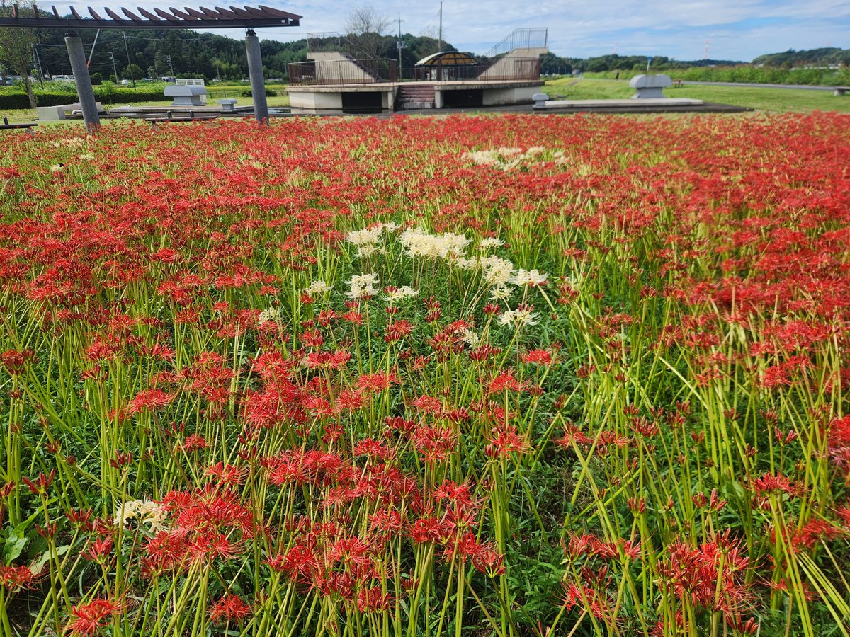ProjectBicky's tweet photo. 彼岸花が素晴らしい🌺
台風で倒れちゃってますがキレイですね✨️

#ロードバイク
#トレーニングライド
#手賀沼 https://t.co/opipjjJkTa