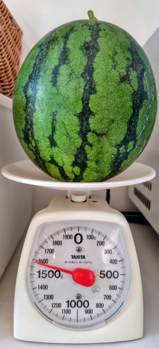 palzafenon's tweet photo. スイカの葉が9割方枯れているので一番限界の蔓の実を収穫。予定より早いし甘くはないだろう・・・
#金色羅皇 https://t.co/7L3tJL3GAp