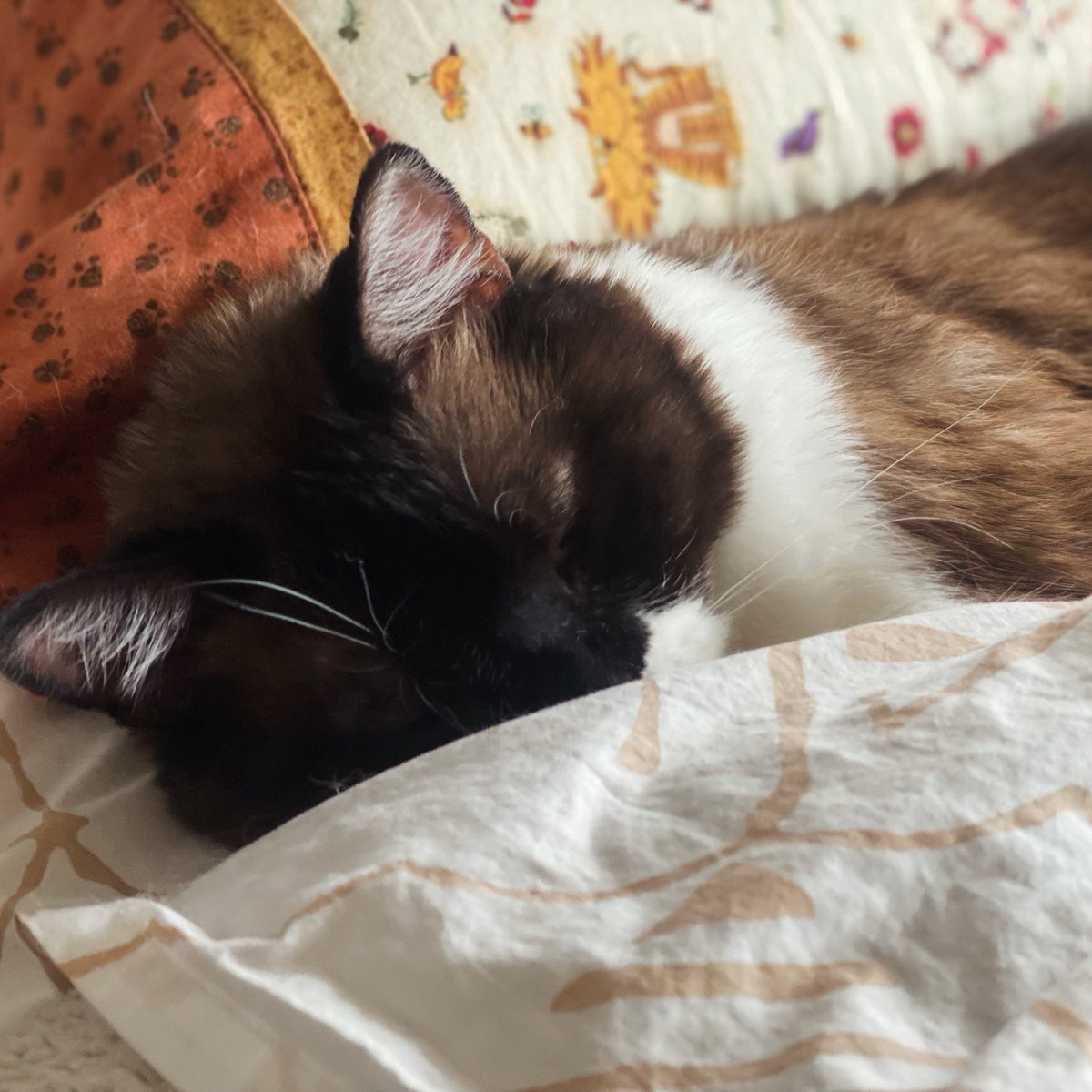 kelly2819's tweet photo. Monday feelings…💗.
@tippyandmerle
Please support me, Tippy! Any amount donated is greatly appreciated…thank you 💕!! https://t.co/KmgucQMqws
#Monday #MondayFeelings #CatsOfSanFrancisco #SnowshoeSiamese #CerebellarHypoplasia #WobblyCat #AdoptDontShop #TippyAndMerle https://t.co/8RhkTTv9IK
