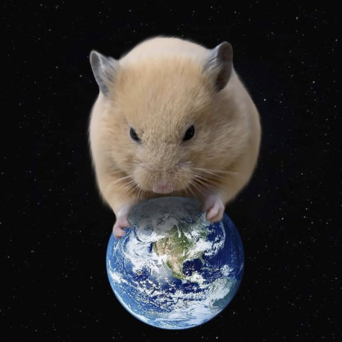7uckyhamster's tweet photo. @eeeepppp159630 지구 복복복🫳🫳🫳🌎 https://t.co/ZCa5kuClSa
